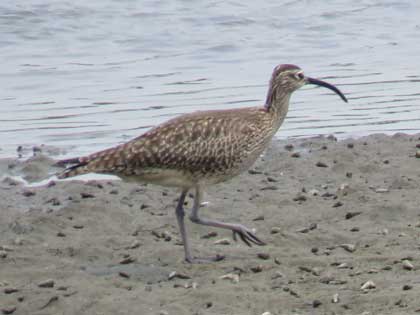 チュウシャクシギ