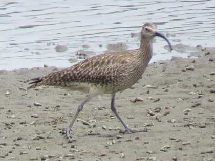 チュウシャクシギ