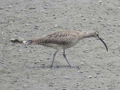 チュウシャクシギ