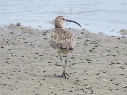 チュウシャクシギ