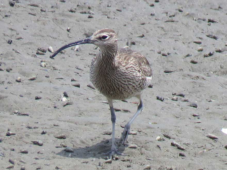 チュウシャクシギ