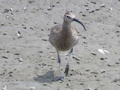 チュウシャクシギ