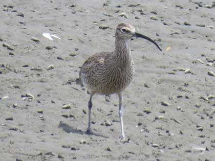 チュウシャクシギ