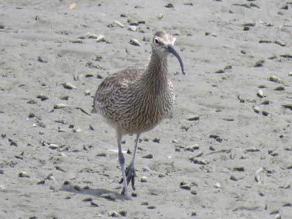 チュウシャクシギ