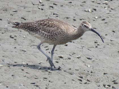 チュウシャクシギ