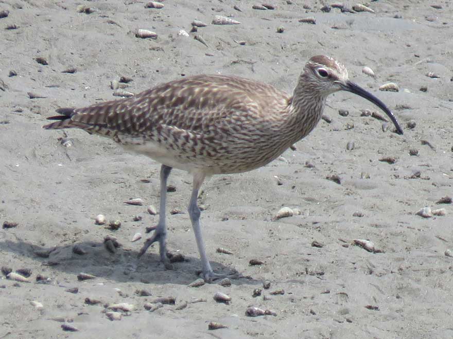 チュウシャクシギ