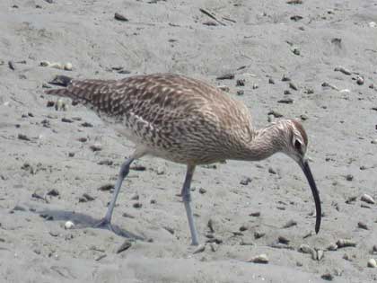 チュウシャクシギ