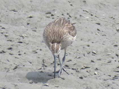 チュウシャクシギ