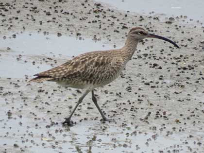 チュウシャクシギ