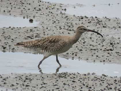 チュウシャクシギ