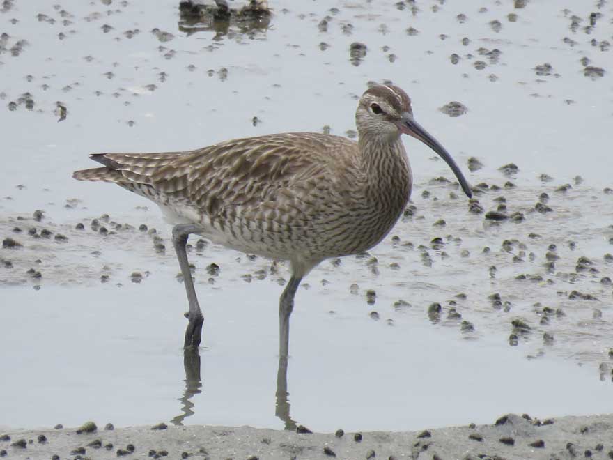 チュウシャクシギ