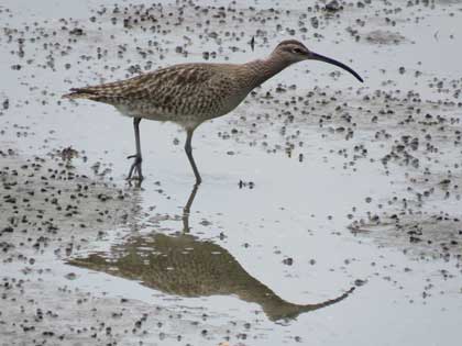 チュウシャクシギ