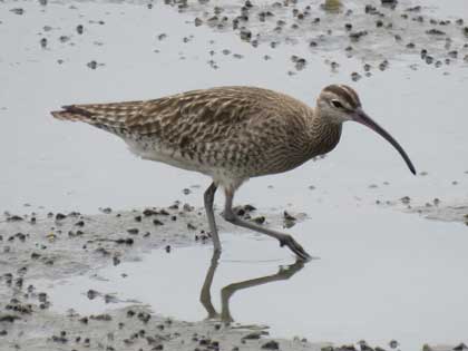 チュウシャクシギ