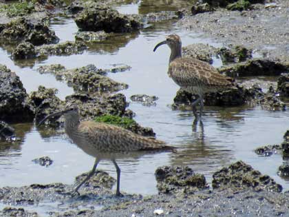 チュウシャクシギ