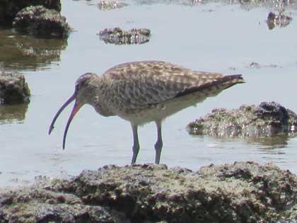 チュウシャクシギ