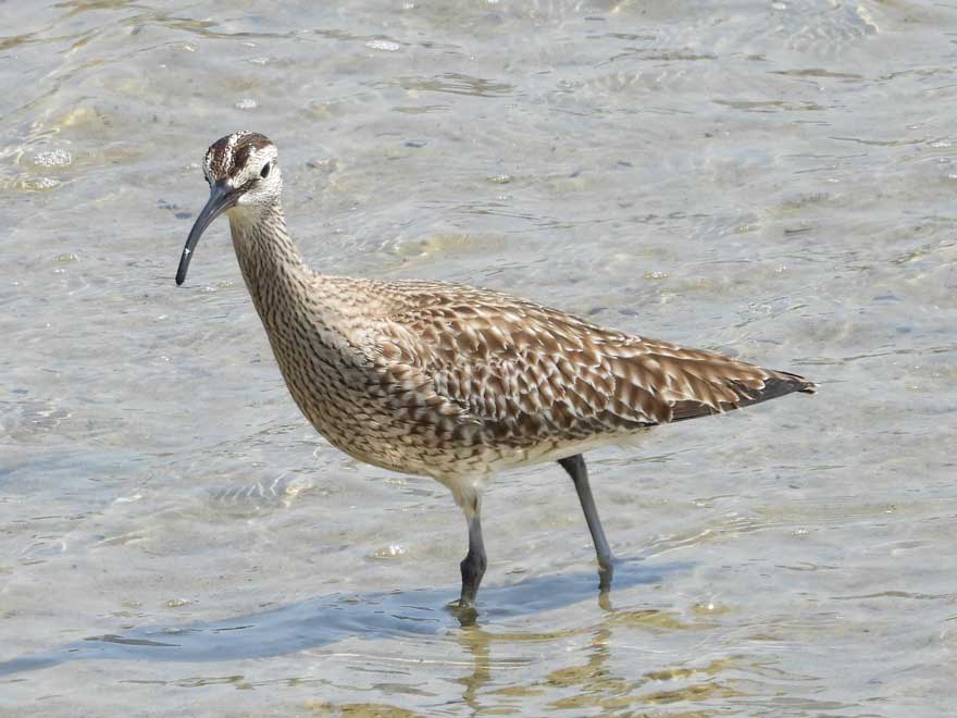 チュウシャクシギ