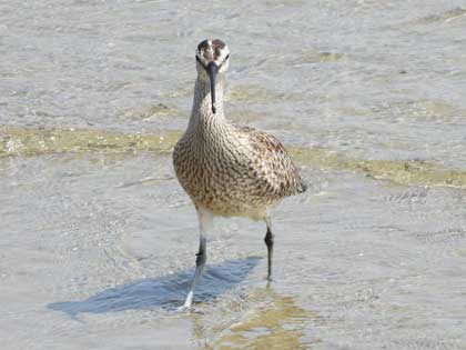 チュウシャクシギ