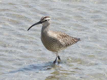 チュウシャクシギ