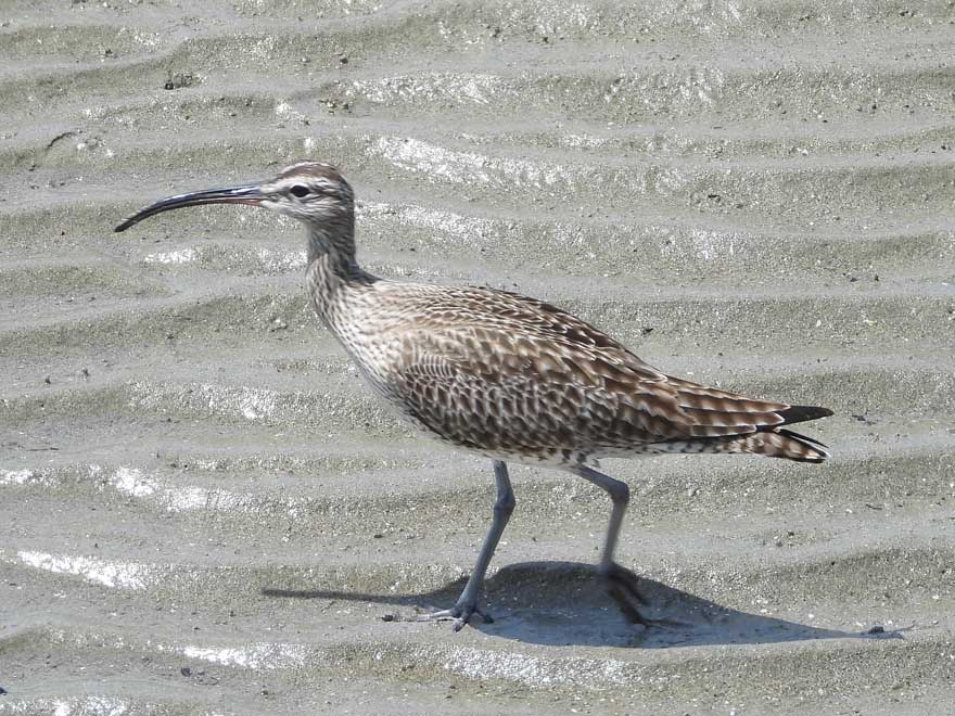 チュウシャクシギ