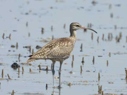 チュウシャクシギ