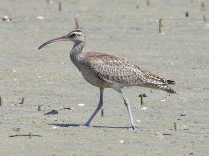 チュウシャクシギ