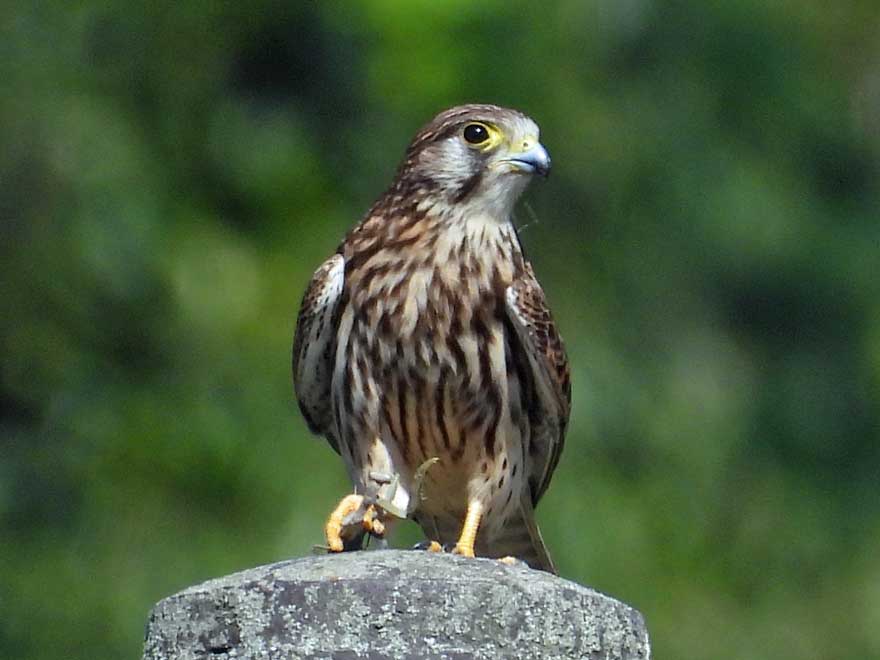 チョウゲンボウ