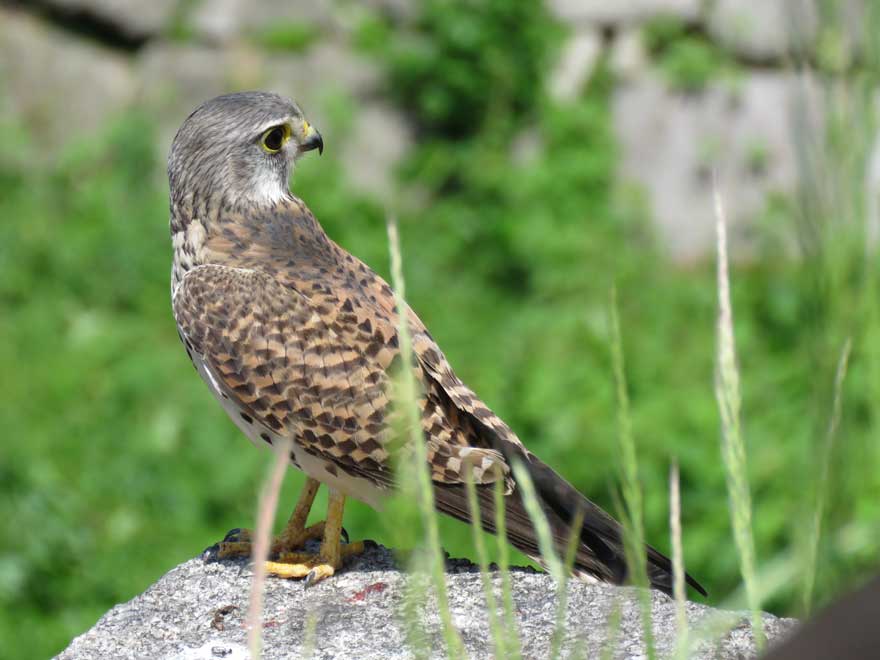 チョウゲンボウ