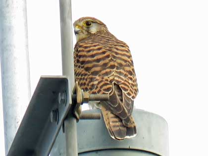 チョウゲンボウ