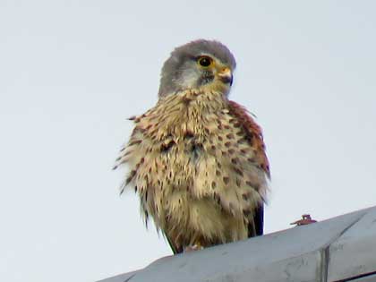 チョウゲンボウ