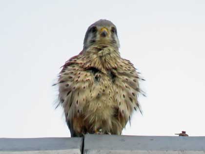 チョウゲンボウ