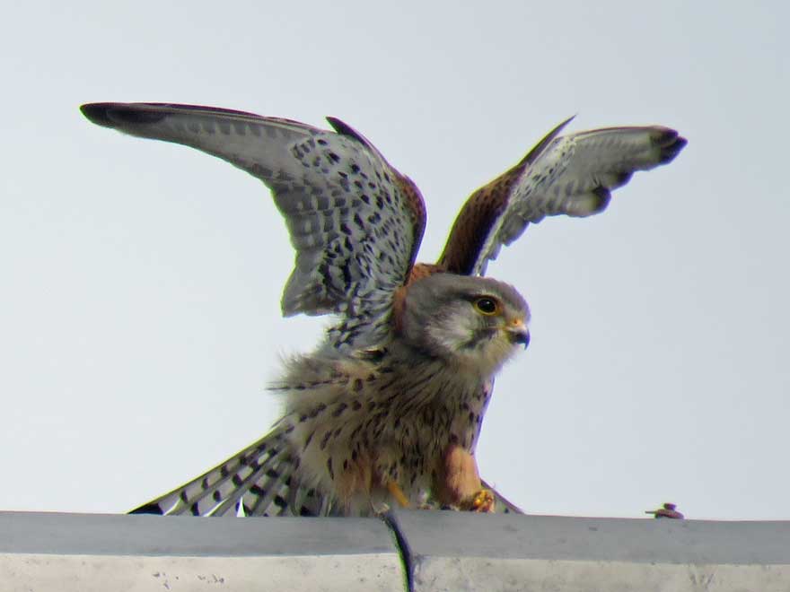 チョウゲンボウ