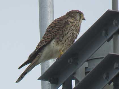 チョウゲンボウ