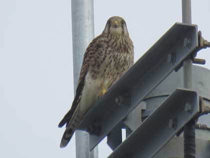 チョウゲンボウ