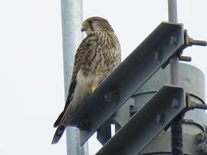 チョウゲンボウ