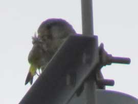 チョウゲンボウ