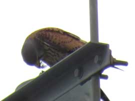 チョウゲンボウ