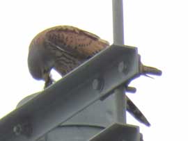 チョウゲンボウ