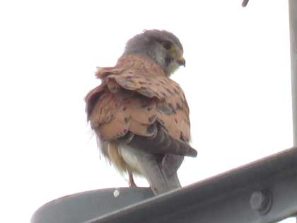 チョウゲンボウ