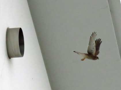 チョウゲンボウ