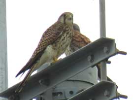 チョウゲンボウ