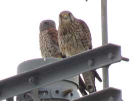 チョウゲンボウ