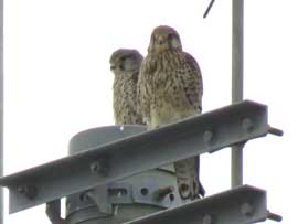 チョウゲンボウ