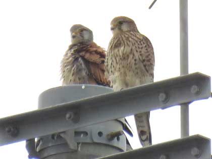 チョウゲンボウ