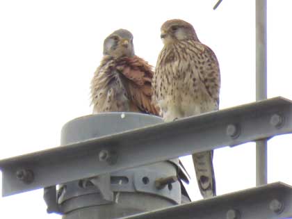 チョウゲンボウ