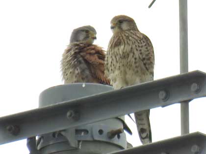 チョウゲンボウ