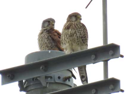 チョウゲンボウ