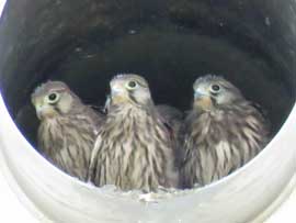 チョウゲンボウ