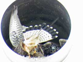 チョウゲンボウ