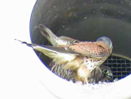 チョウゲンボウ