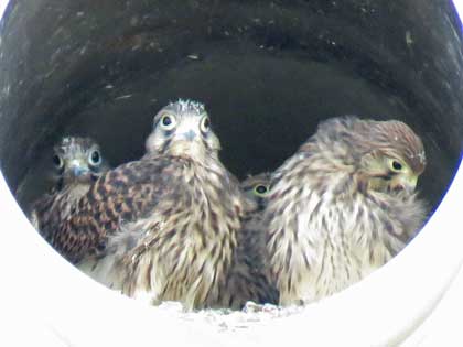 チョウゲンボウ